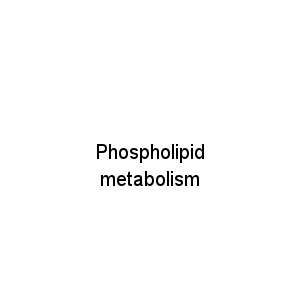 Phospholipid metabolism